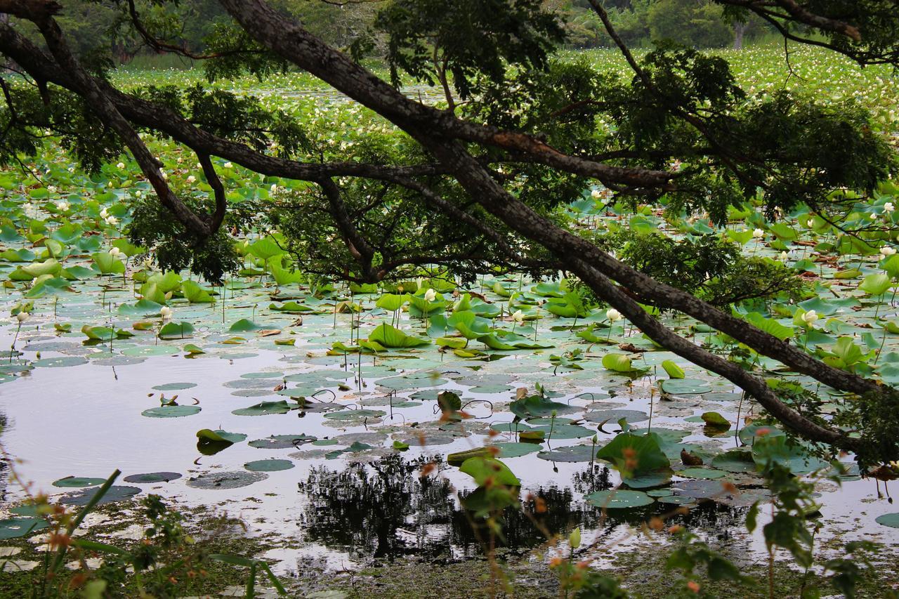 Sigiriya Lahiru Homestay Zewnętrze zdjęcie